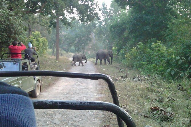 Rishikesh: Open Jeep Safari in Chilla Range, Rajaji National Park - Additional Insights from Reviews