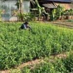 Rural Countryside Experience Tour in Siem Reap - Who Is This Tour Best For?