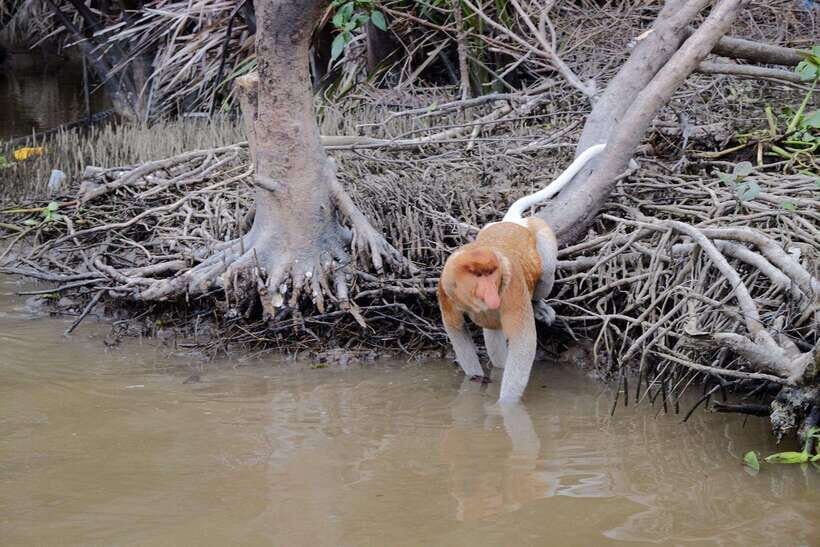 Sabah: Kawa Kawa Fireflies Sunset Cruise - What Makes the Experience Special?