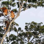 Sabah: Kawa Kawa Private River Cruise w/ Monkeys & Fireflies - Authentic Experiences from Reviews