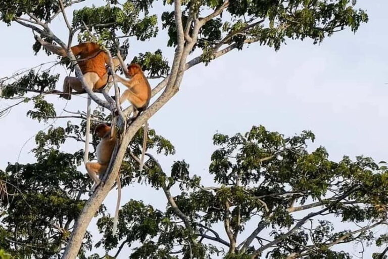 Sabah: Kawa Kawa Private River Cruise w/ Monkeys & Fireflies - Authentic Experiences from Reviews