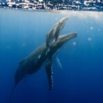 Sacred Experience Swimming with a Whale in Moorea - The Boat Ride: Searching for the Giants