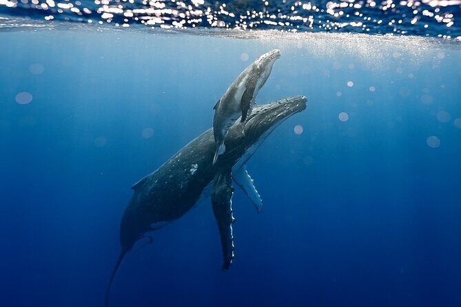 Sacred Experience Swimming with a Whale in Moorea - The Boat Ride: Searching for the Giants