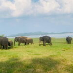 Safari Adventure in Minneriya national Park Sri Lanka - Why This Tour Offers Great Value