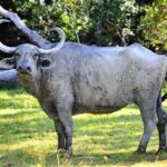 Safari Tour in Udawalawa National Park - Things to Consider