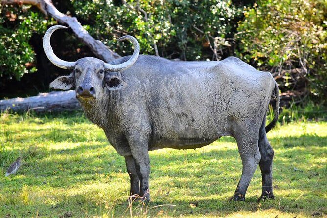 Safari Tour in Udawalawa National Park - Things to Consider