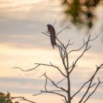 Safari tours in Udawalawa - Final Thoughts