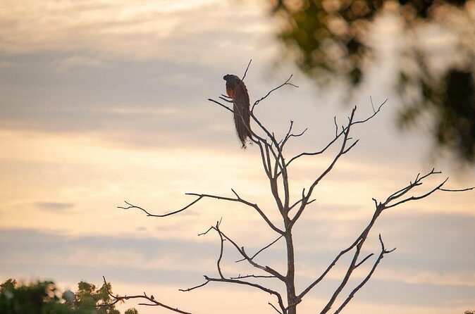 Safari tours in Udawalawa - Final Thoughts