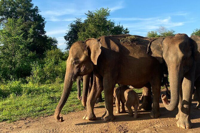 Safari with Sheran Udawalawe National Park - A Deep Dive into the Udawalawe Safari