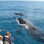 Samana from Punta Cana (El Limon + Cayo Levantado) - The Experience’s Pros and Cons