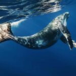 Samana: Half Day Whale Watching Humpback Whale Watching - The Itinerary Breakdown