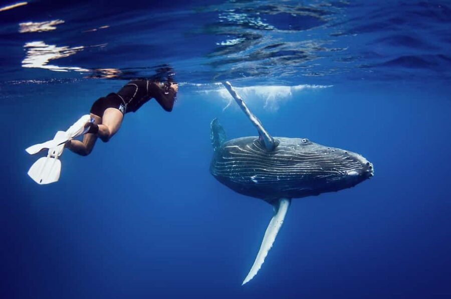 Samana: Private Whale Watching Half Day Trip - The Value of This Tour