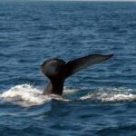 Samanà Whale Watching and Bacardi Island Tour From Bayahibe - Who Will Love This Tour?