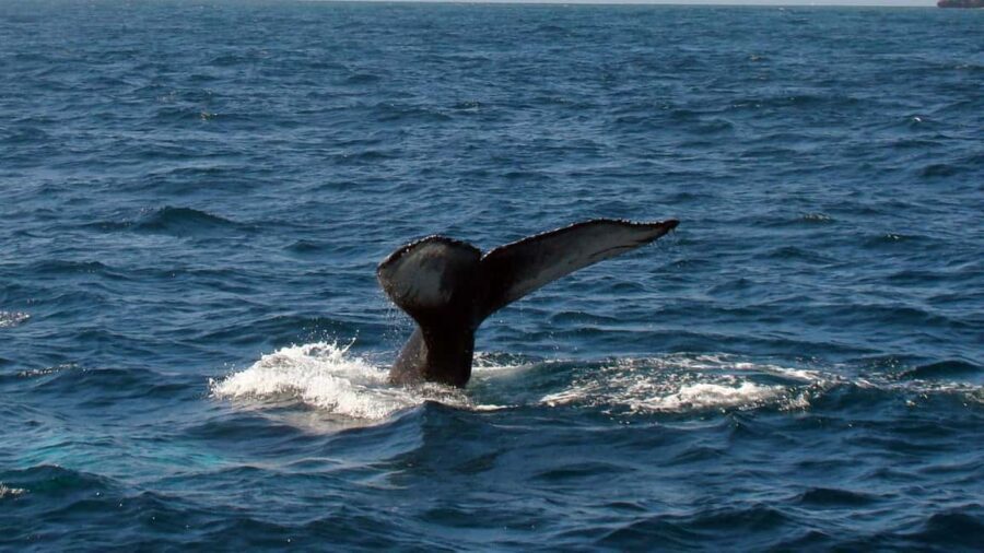 Samanà Whale Watching and Bacardi Island Tour From Bayahibe - Who Will Love This Tour?