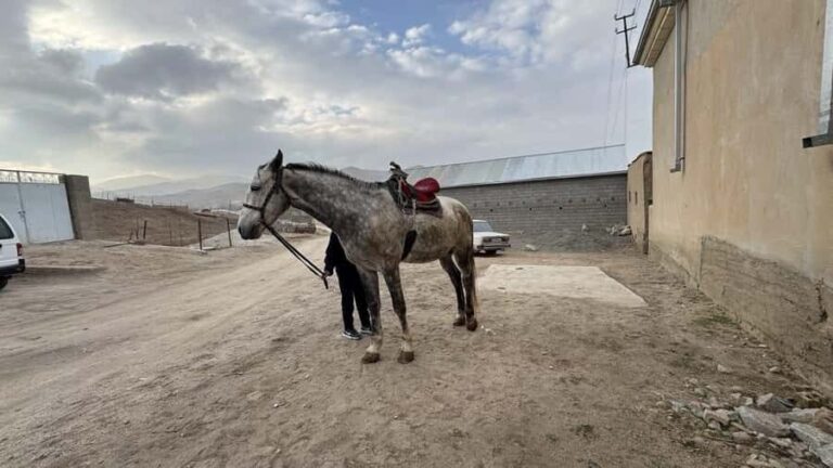 Samarkand: Horseback Riding Tour with Pickup and Drop-off - What to Expect from the Tour