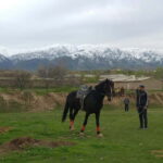 Samarkand: Uloq-Kopkari (Buzkashi) Game Day Tour - Detailed Breakdown of the Experience