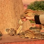 Same Day Taj Mahal, Agra Fort & Baby Taj Tour from Jaipur - The Itinerary in Detail: What to Expect