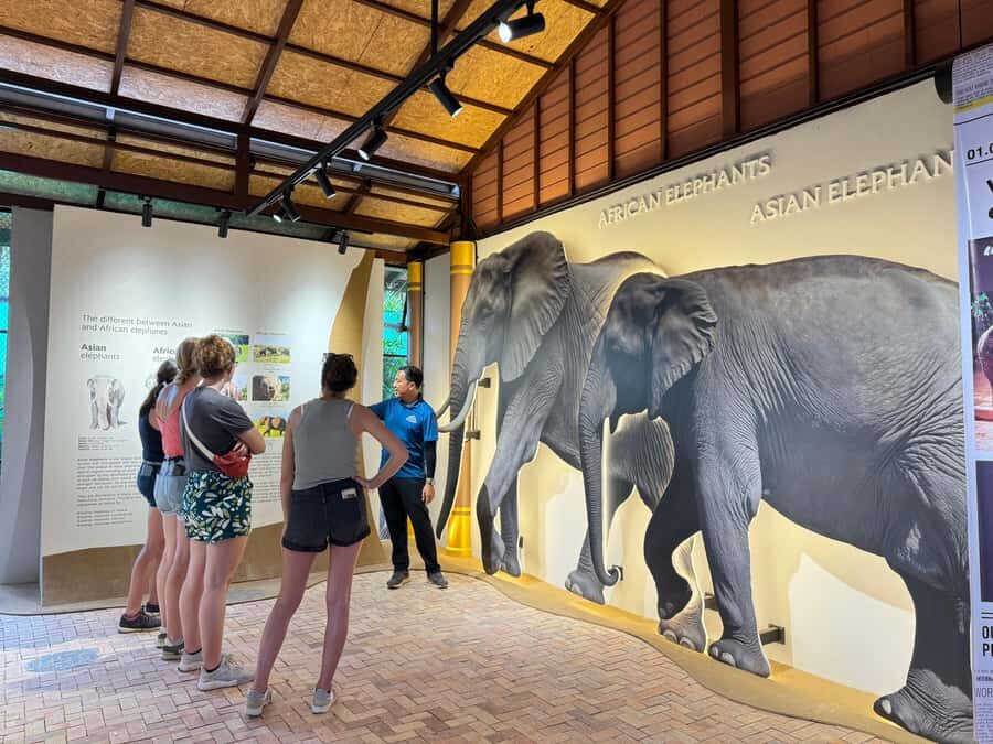 Samui: Elephant Home Sanctuary and the first elephant museum - The Itinerary: A Closer Look