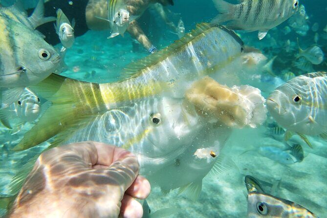 Sand Key and Bonita Island Tour Paradise from Puerto Plata - What’s Included & What to Expect