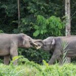 Sandakan: 2-Day Kinabatangan River Wildlife Tour & Cave - What to Expect from This 2-Day Adventure