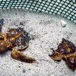 Sandakan : 2 Days 1 Night At Turtle Island - Discovering Turtle Island: A Closer Look