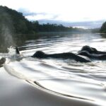 Sandakan: 2D1N Sukau Rainforest Wildlife Journey and Cruises - Authentic Experiences from Past Travelers