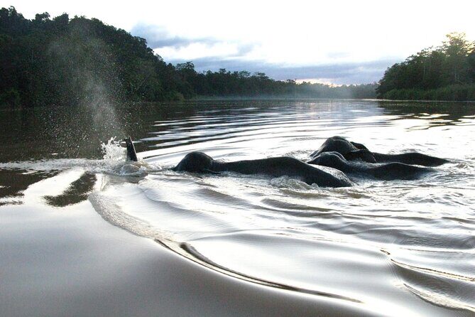 Sandakan: 2D1N Sukau Rainforest Wildlife Journey and Cruises - Authentic Experiences from Past Travelers