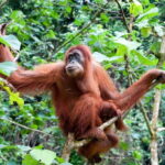 Sandakan: Orangutan Sanctuary Shared Day Trip Tour - Practical Details