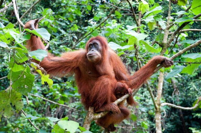 Sandakan: Orangutan Sanctuary Shared Day Trip Tour - Practical Details