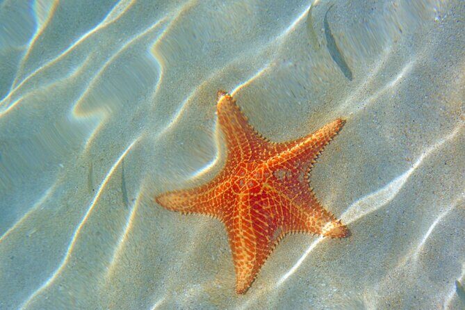 Saona Island :: Discover the magic - The Itinerary Breakdown: What to Expect