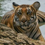 Sariska Tiger Reserve: Gypsy & Canter jungle Safari Transfer - Exploring Sariska Tiger Reserve: An Authentic Wildlife Experience