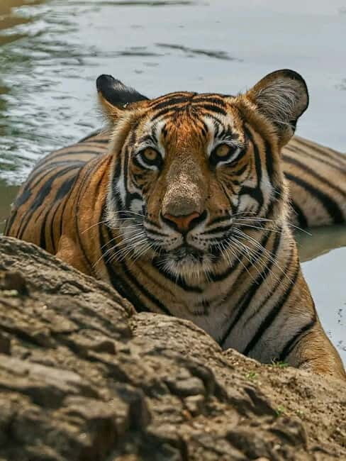 Sariska Tiger Reserve: Gypsy & Canter jungle Safari Transfer - Exploring Sariska Tiger Reserve: An Authentic Wildlife Experience