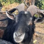 Sasebo: Farmhouse Visit with Goats, Tea, and Lunch - Watching Goats and Drinking Tea: Simple Joys