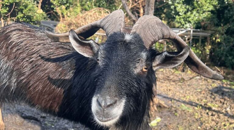 Sasebo: Farmhouse Visit with Goats, Tea, and Lunch - Watching Goats and Drinking Tea: Simple Joys
