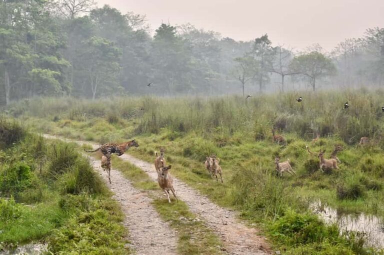 Sauraha: Jungle Walk with Local Guide in Bufferzone - A Close-up Look at the Jungle Walk Experience