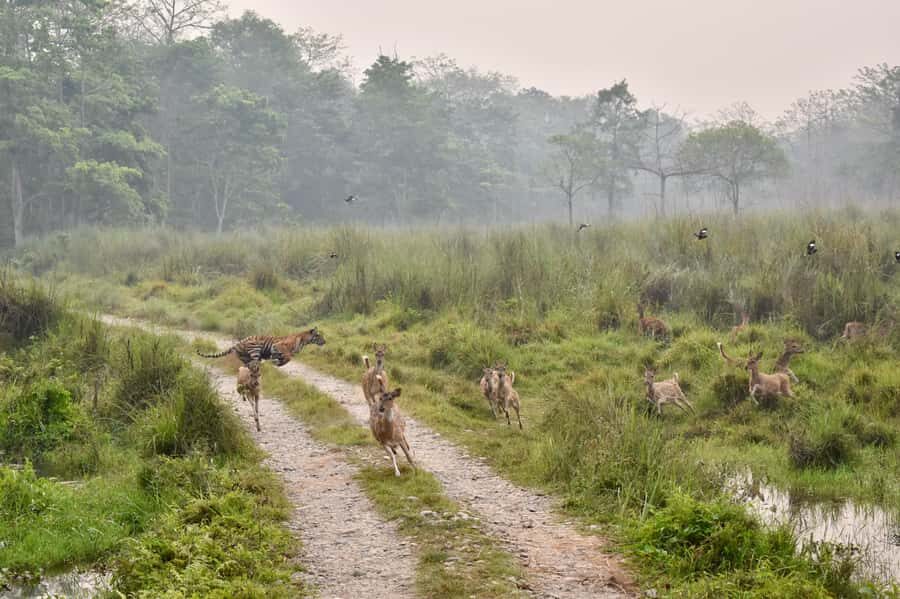 Sauraha: Jungle Walk with Local Guide in Bufferzone - A Close-up Look at the Jungle Walk Experience