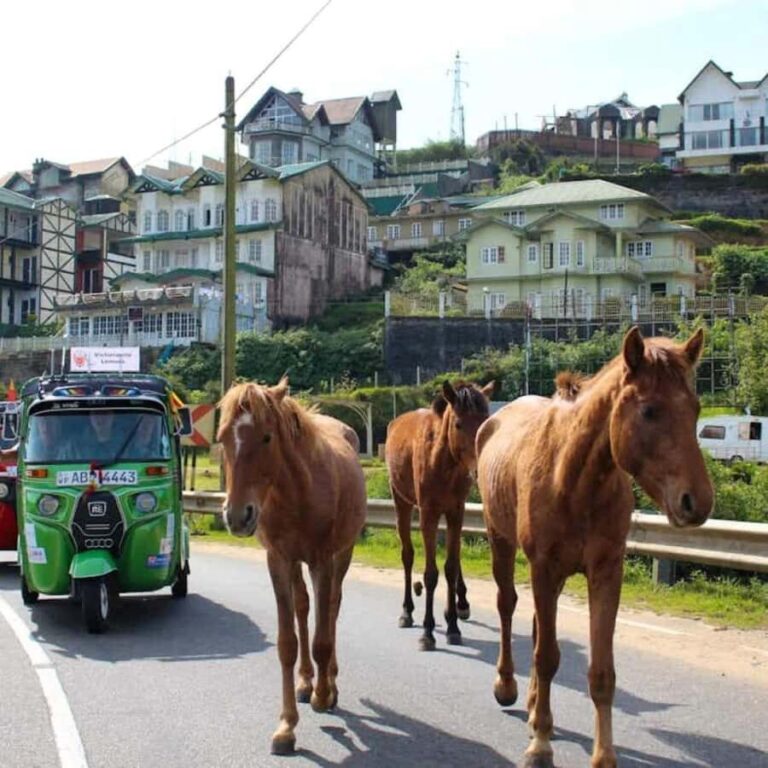 Scenic Nuwara Eliya Tuk Tuk Adventure - Why This Tour Offers Great Value