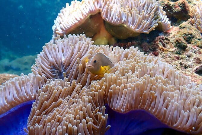 Scuba Diving for Certified Divers from Koh Yao Yai - The Charm of Small-Group Diving with Elixir Divers