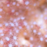 Scuba diving in Yakushima! (Guided Fun Diving for Licensed Guests) - Authentic Insights from Reviewers