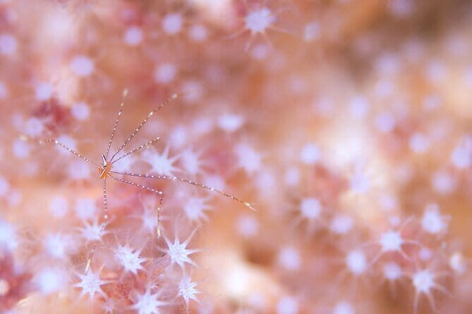 Scuba diving in Yakushima! (Guided Fun Diving for Licensed Guests) - Authentic Insights from Reviewers