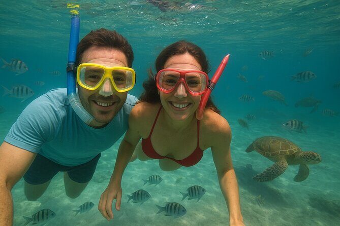 Sea Turtle Snorkel Tour - What to Expect: The Day in Brief