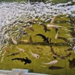 Seaside Charms & Eco Discoveries: Morib to Bagan Lalang - Exploring the Coastal Beauty of Morib and Bagan Lalang