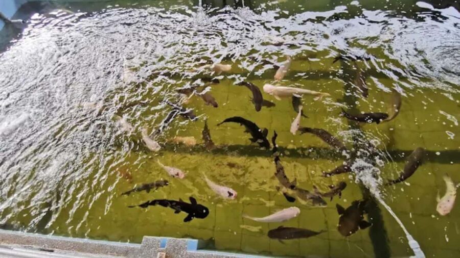 Seaside Charms & Eco Discoveries: Morib to Bagan Lalang - Exploring the Coastal Beauty of Morib and Bagan Lalang