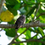 Sedim Rainforest and Canopy Walk - Final Thoughts: Who Should Consider This Tour?