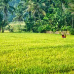 Sekumpul Waterfall Trekking - An In-Depth Look at the Trekking Experience