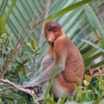 Semporna: Light Fishing & Mangrove Wildlife Cruise Dinner - Nighttime Fireflies and Dinner