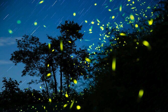 Semporna : Mangrove Cruise, Fireflies, Transfer & Dinner - The Value of This Experience