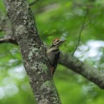 Senjogahara Nature Guide Tour in Nikko - Practical Details and What You Need to Know