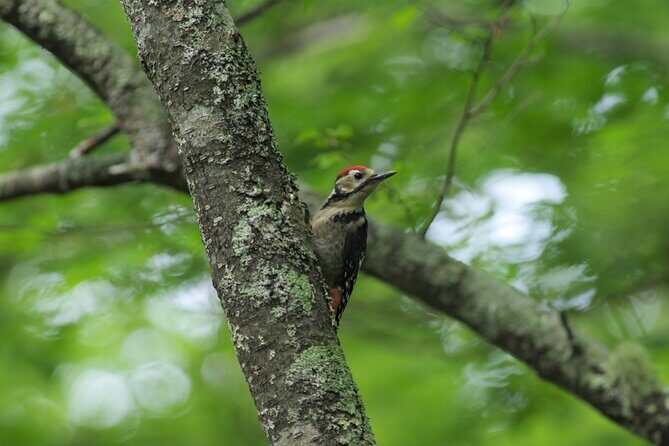 Senjogahara Nature Guide Tour in Nikko - Practical Details and What You Need to Know