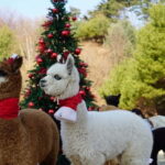 Seoul: Alpaca/Nami/Eobi(+RailBike, Strawberry optional) Tour - Practical Details & What to Expect